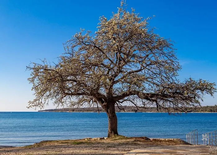 아파트 Rona Porat 2 *